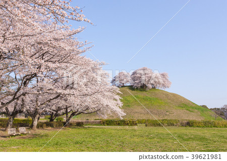 Spring scenery 39621981
