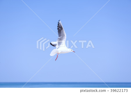 Seagull 39622173