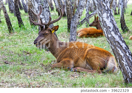 Male and female deer lying down resting in the 39622329