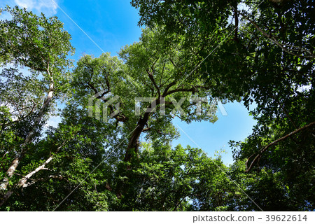 forest trees. Under the trees and blue sky. forest trees. Under the trees and blue sky. 39622614