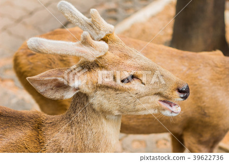 Deer in the daytime. 39622736