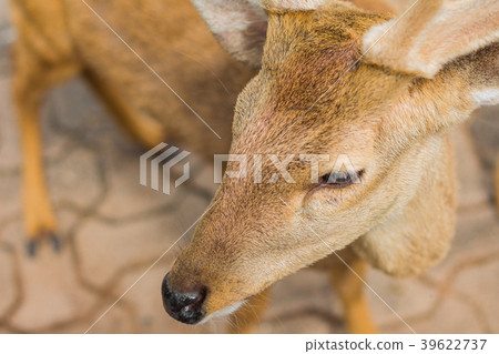 Deer in the daytime. 39622737