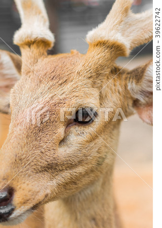 Deer in the daytime. 39622742