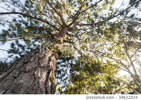 Pine tree and sunlight at Phu Rua , Loei ,Thailand 39622834