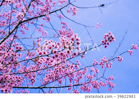 Cherry blossom sakura or Prunus Cesacoides flower 39622981