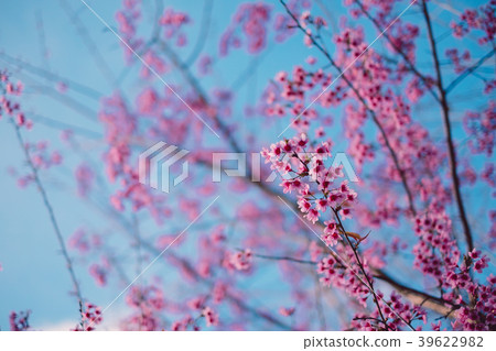 Cherry blossom sakura or Prunus Cesacoides flower 39622982