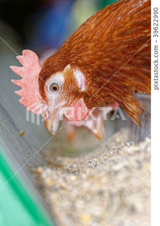 Red chicken on the farm selects food from the tray Red chicken on the farm selects food from the tray 39622990