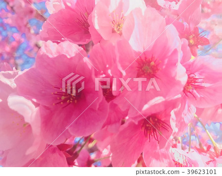櫻花盛開 39623101