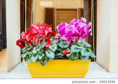 Flower pot with cyclamen. 39623840