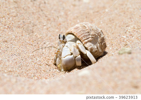 Hermit Crab in a screw shell Hermit Crab in a screw shell 39623913