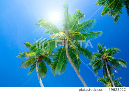 Palm tree on the sky Palm tree on the sky 39623922
