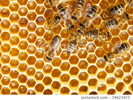 bees swarming on a honeycomb 39623923