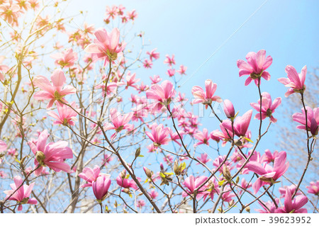 Pink magnolia flower. Pink magnolia flower. 39623952