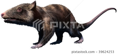 Purgatorius - Stock Illustration [39624253] - PIXTA