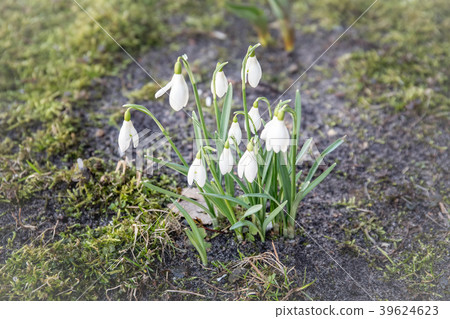 Snowdrop flowers closeup. Abstract spring background Snowdrop flowers closeup. Abstract spring background 39624623