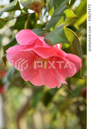 Camellia (chicken cub) Camellia (chicken cub) 39625473