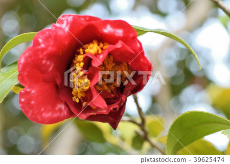 Camellia Camellia 39625474