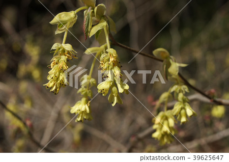 Toshi sickle Toshi sickle 39625647