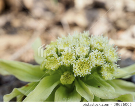 Fukinoto close up - Stock Photo [39626005] - PIXTA