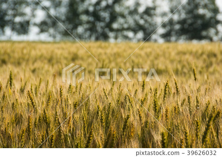 Colorful wheat field 39626032