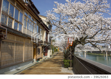 櫻桃樹在主要城鎮 39626063