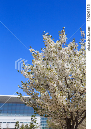 Cherry season Chubu International Airport / Passenger Terminal Building Cherry season Chubu International Airport / Passenger Terminal Building 39626336