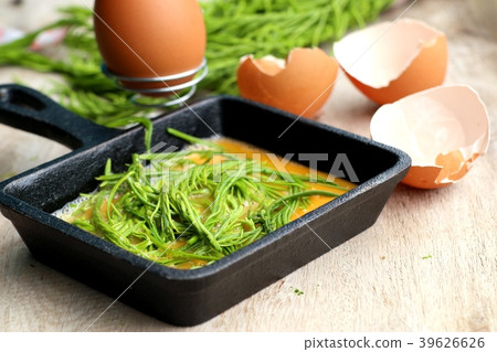 Acacia pennata with egg 39626626