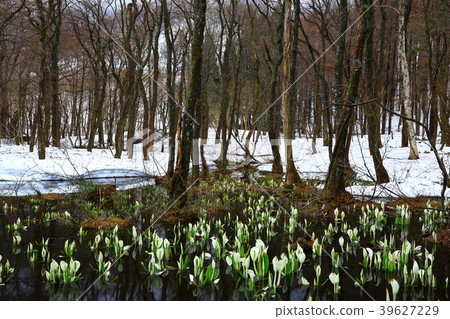 Nishikaga在春天 39627229