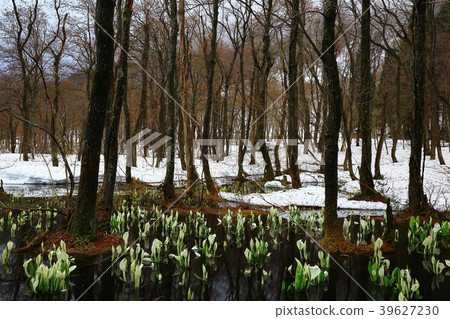 Nishikaga在春天 39627230