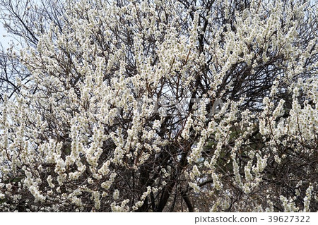 Zentokuji (Kannonsan) Ume in full bloom Zentokuji (Kannonsan) Ume in full bloom 39627322