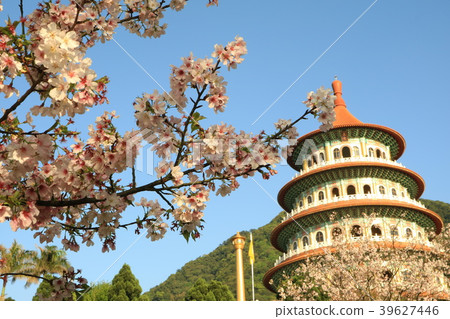 台北,淡水,天元宮,圓樓,晴天,春天,櫻花,椰子樹,宗教 39627446