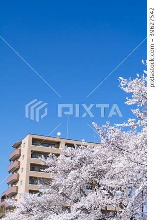 櫻花和公寓盛開 櫻花和公寓盛開 39627542