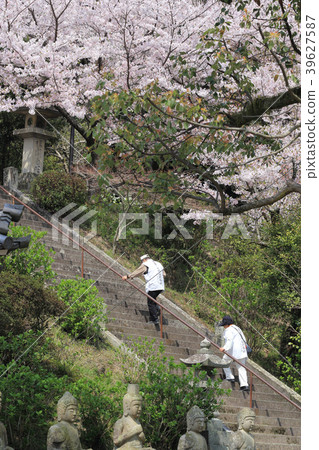 Shikoku Reijo No. 69方坯“Kannonji”Yakushido的櫻花和朝聖 39627587