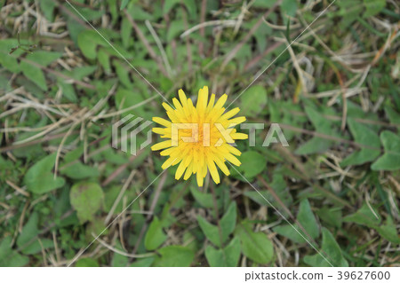 Dandelion Dandelion 39627600