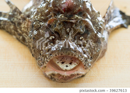 石頭魚 石頭魚 39627613