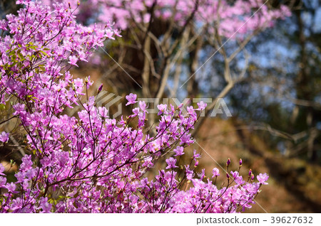 Azalea's flower 39627632