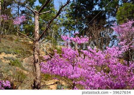 Azalea's flower 39627634