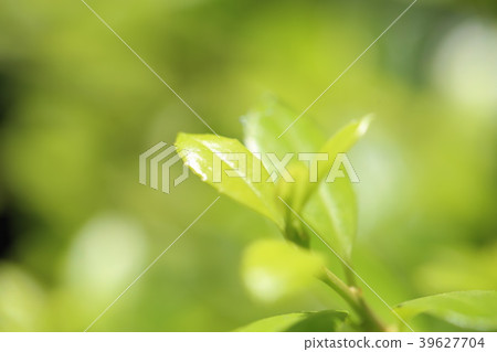 新的綠色形象 39627704