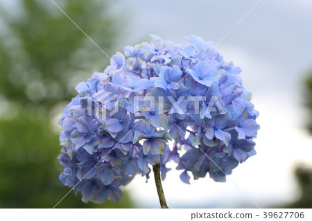 繡球 繡球 39627706