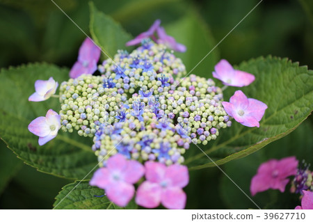繡球 繡球 39627710
