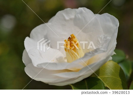山茶花（白色） 39628013