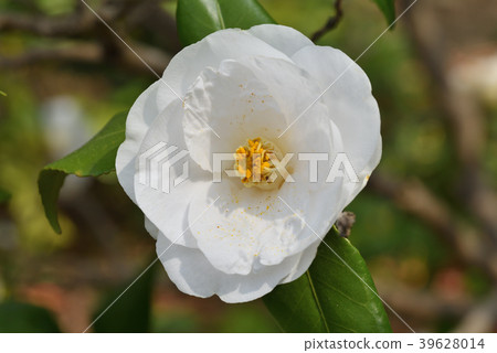 Camellia (white) 39628014