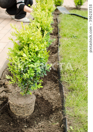 Planting in the spring Planting in the spring 39628358