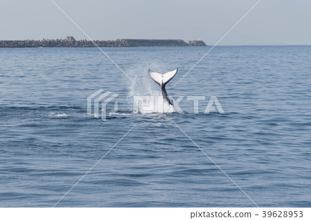 Whale tail tail slap humpback whale Whale tail tail slap humpback whale 39628953