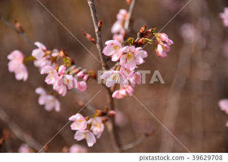 Lotus cranberry Lotus cranberry 39629708