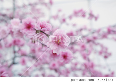 啜泣的桃花 啜泣的桃花 39631723