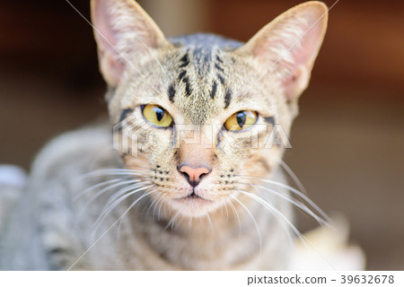 Close up of cute cat face, cat looking at camera Close up of cute cat face, cat looking at camera 39632678