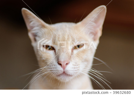 Close up of cat face, cute pet at home Close up of cat face, cute pet at home 39632680