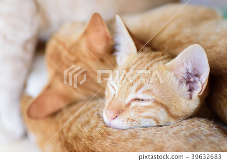 Ginger cats are sleeping together, pet at home Ginger cats are sleeping together, pet at home 39632683