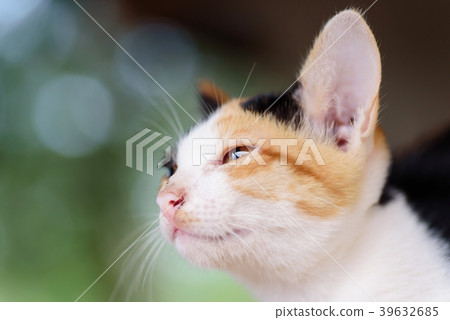 Close up of tricolor cat face, cute pet Close up of tricolor cat face, cute pet 39632685